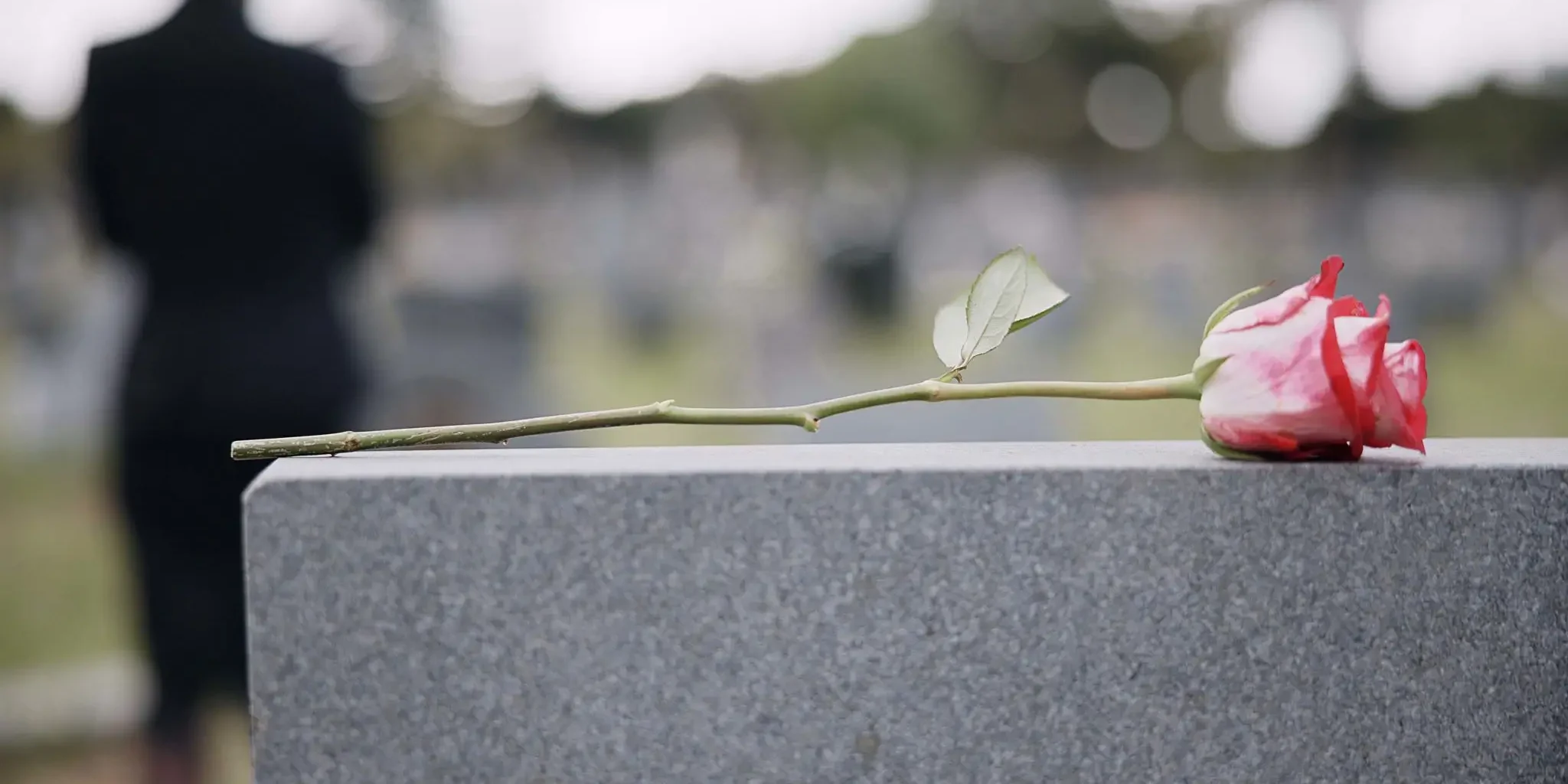 A delicate white butterfly perched on a thin green stem.